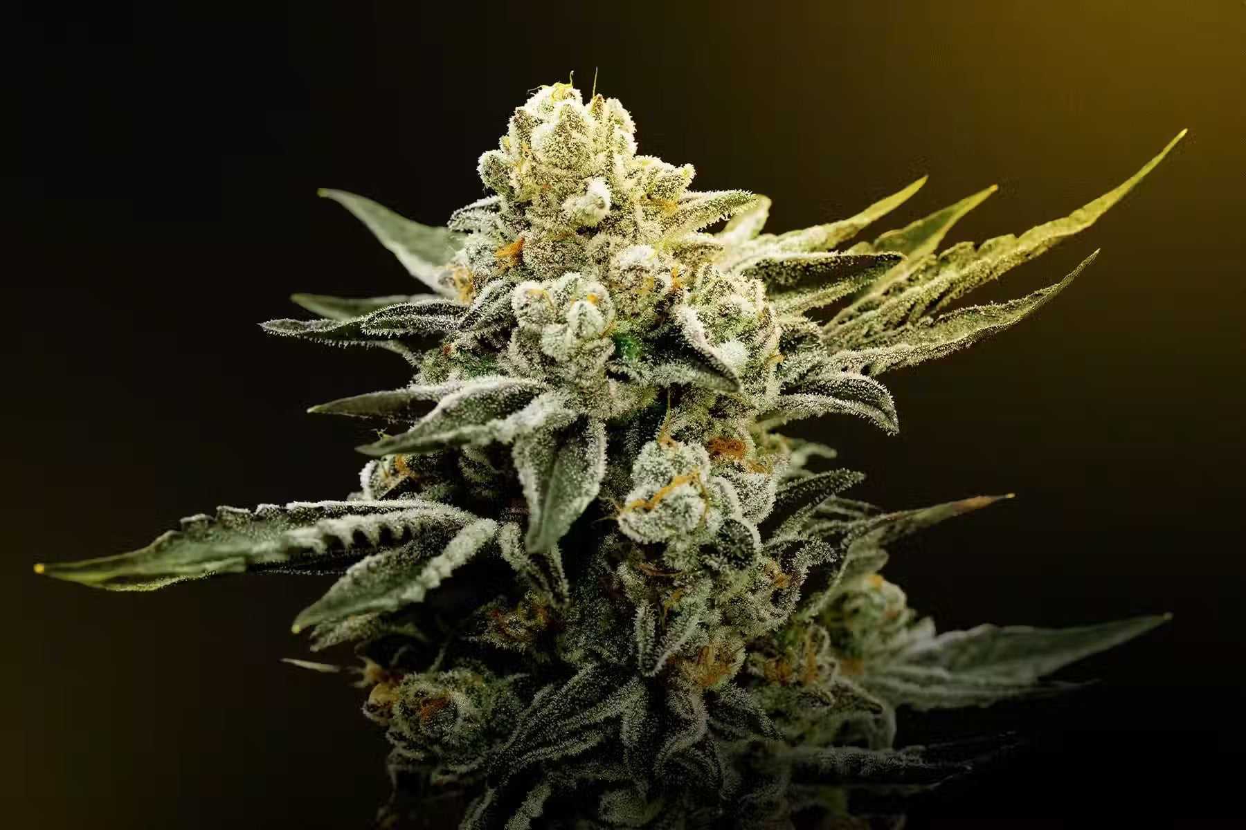 What is THCA? The Complete Guide - 10moods