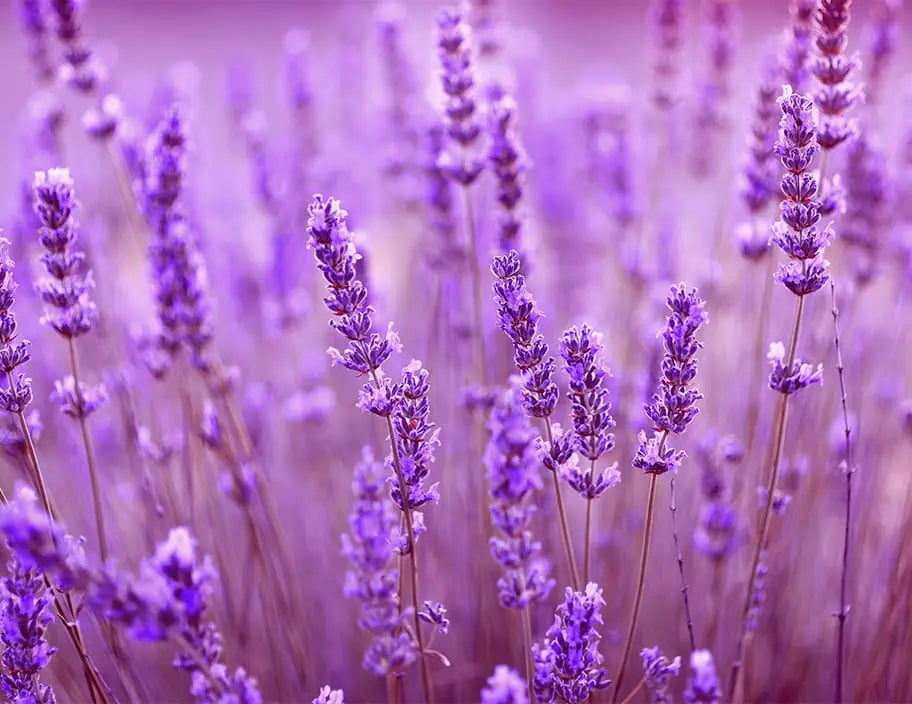 8_linalool_447086871_0b695407-a0bb-4fe1-9576-cfcdbee4b09a.webp