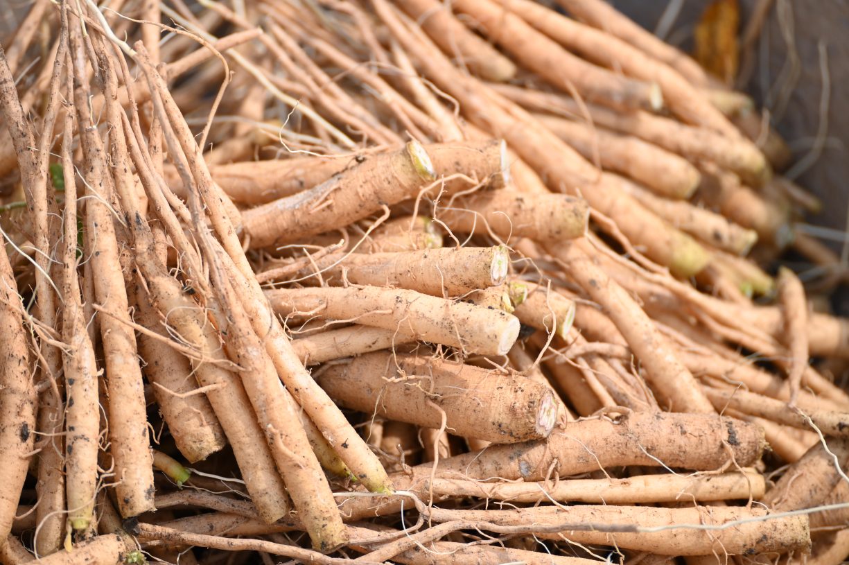 Ashwagandha_India_Close-Up_2023_from-Organic-India-1225x815.jpg