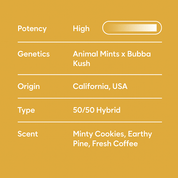 Clarity and Connection Duo - 10moods