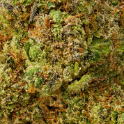 Tangie - 10moods